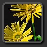 Natura
